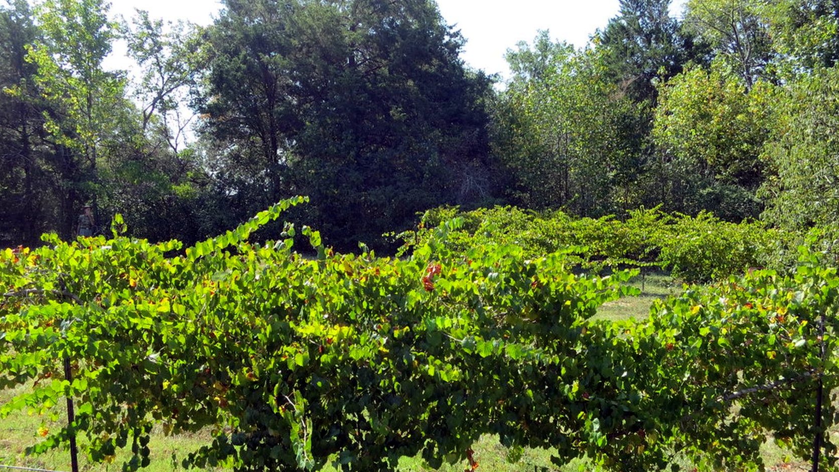 Illustration agricole de petit manseng
