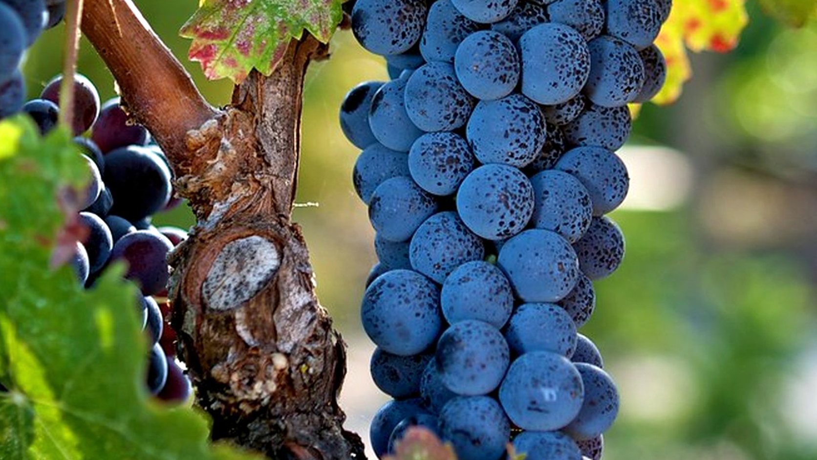 Illustration agricole de petit verdot