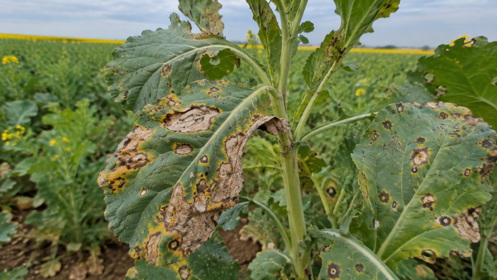 Vue agricole consacrée à phoma