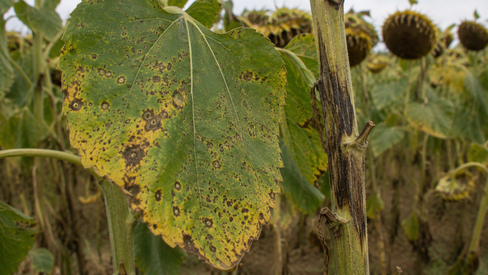 Vue agricole consacrée à phomopsis du tournesol