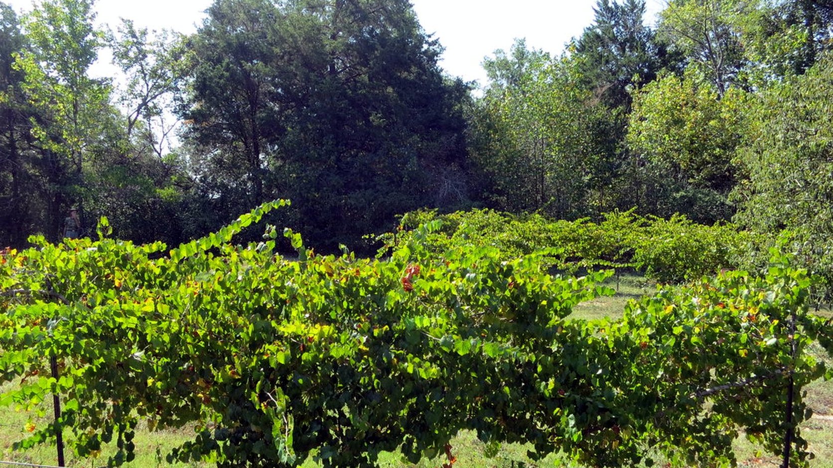 Illustration agricole de pinot gris