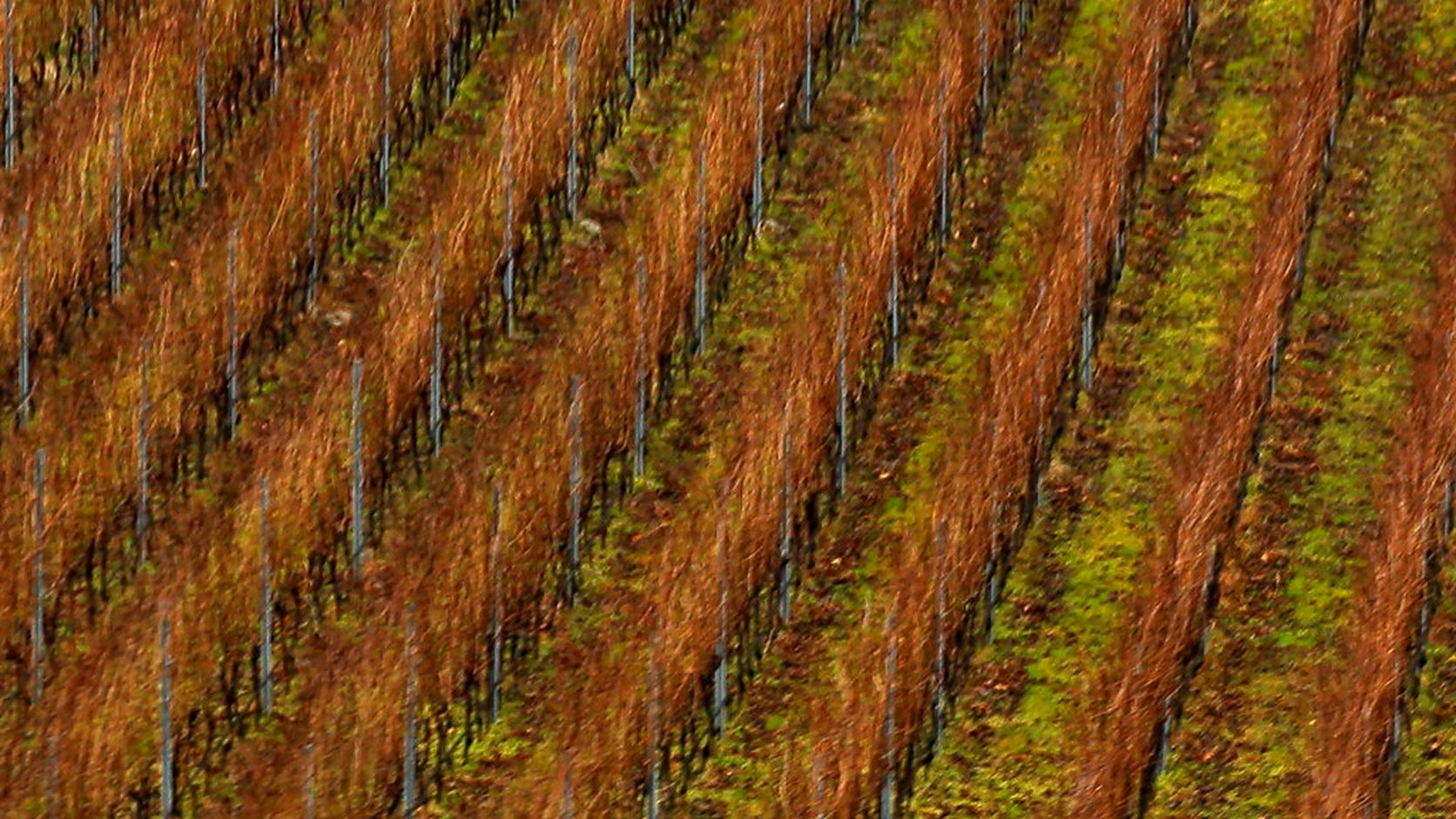 Illustration agricole de pinot noir