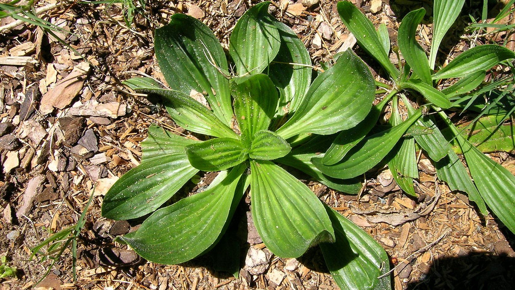 Illustration agricole de plantain fourrager