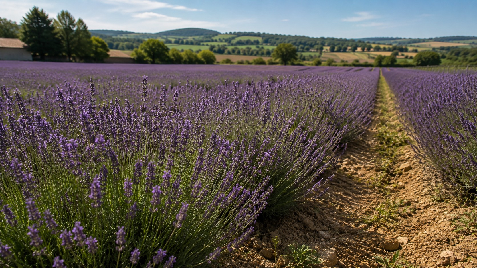 Vue agricole consacrée à plantes à parfum