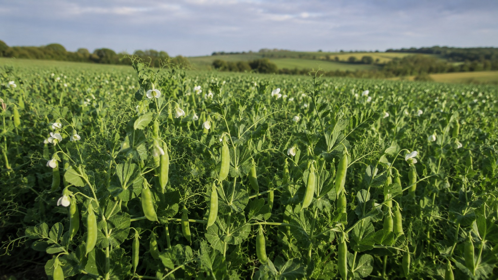 Vue agricole consacrée à pois d’hiver