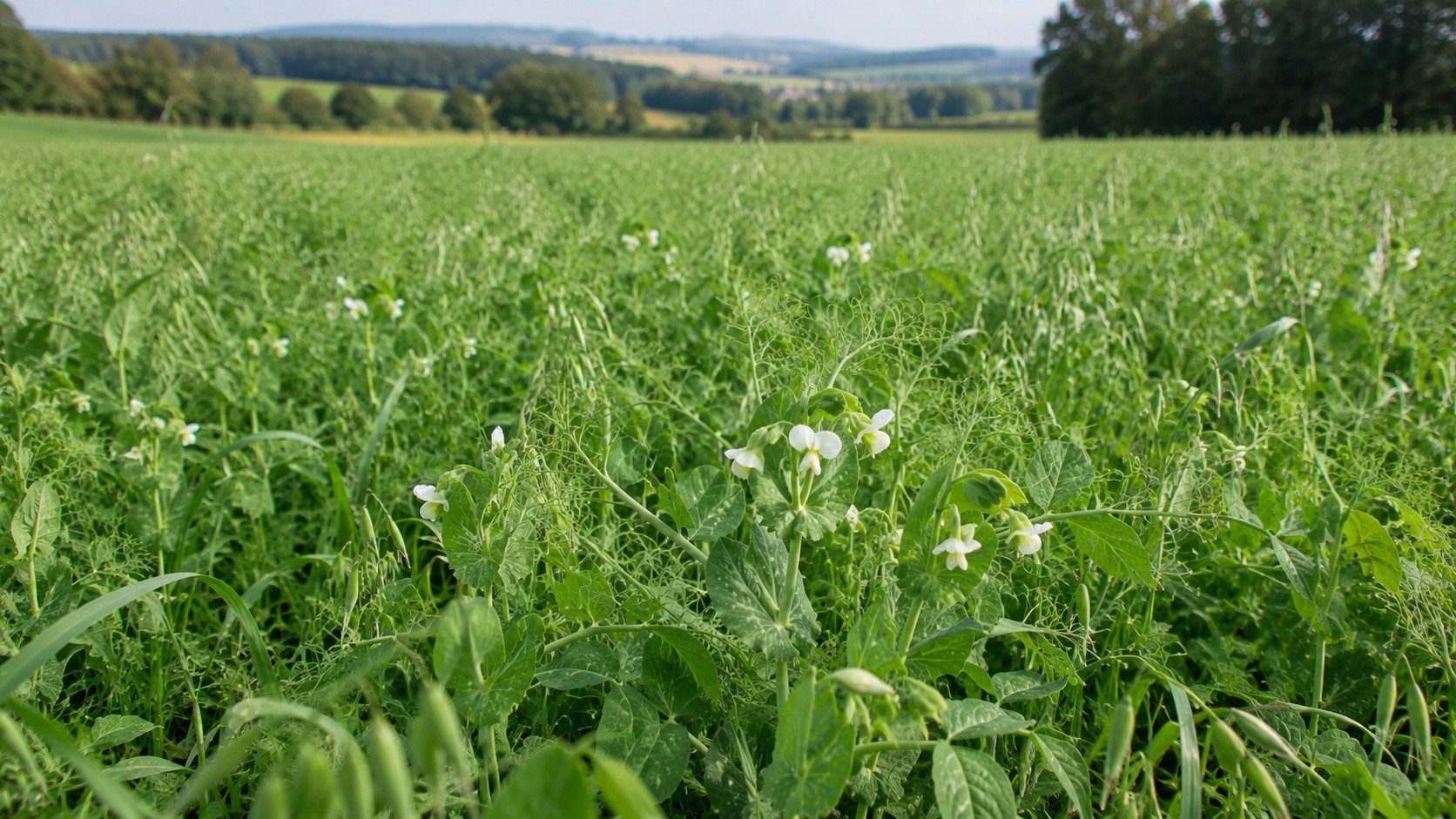Vue agricole consacrée à pois en couvert