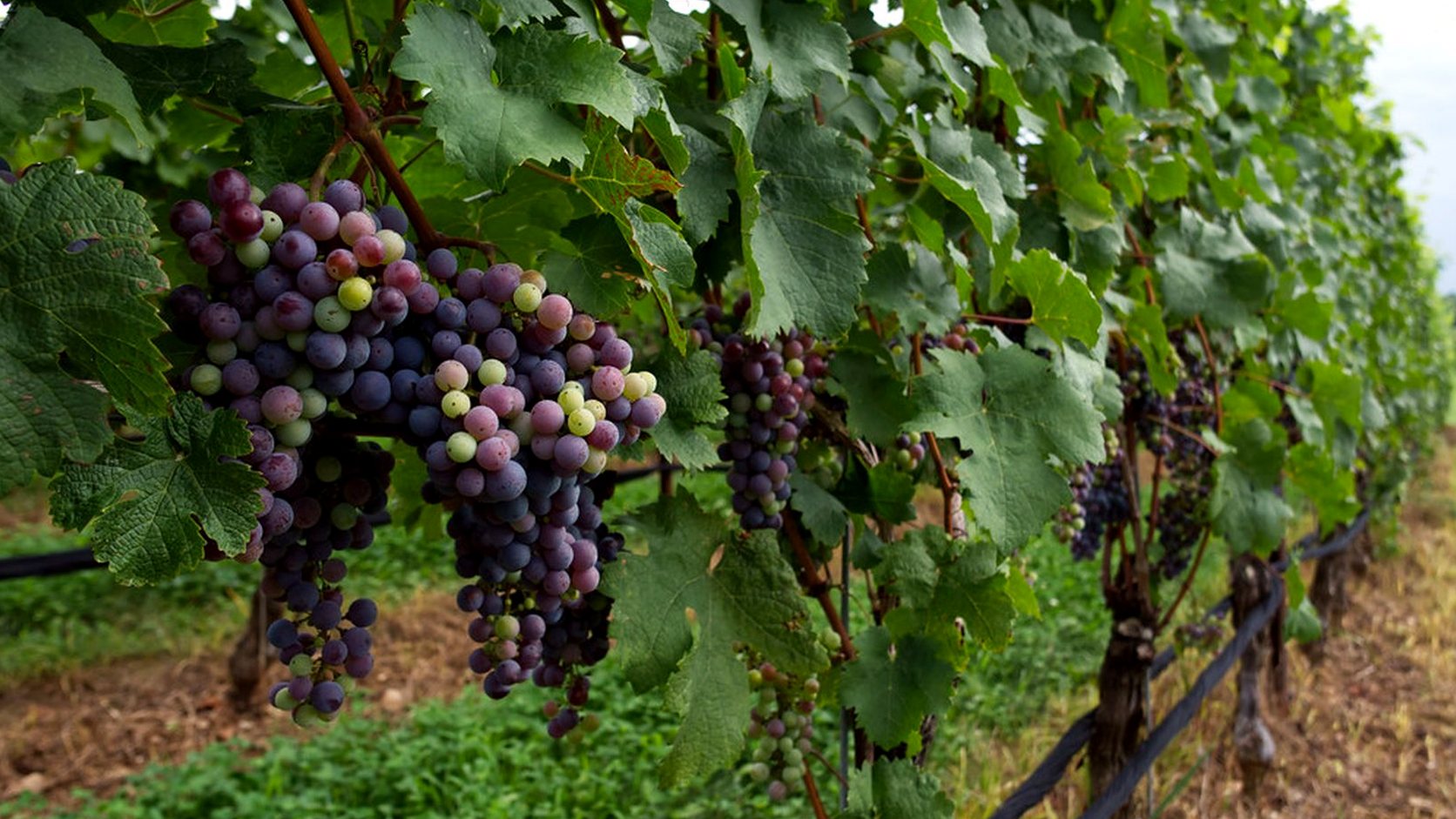 Illustration agricole de porte greffes de vigne
