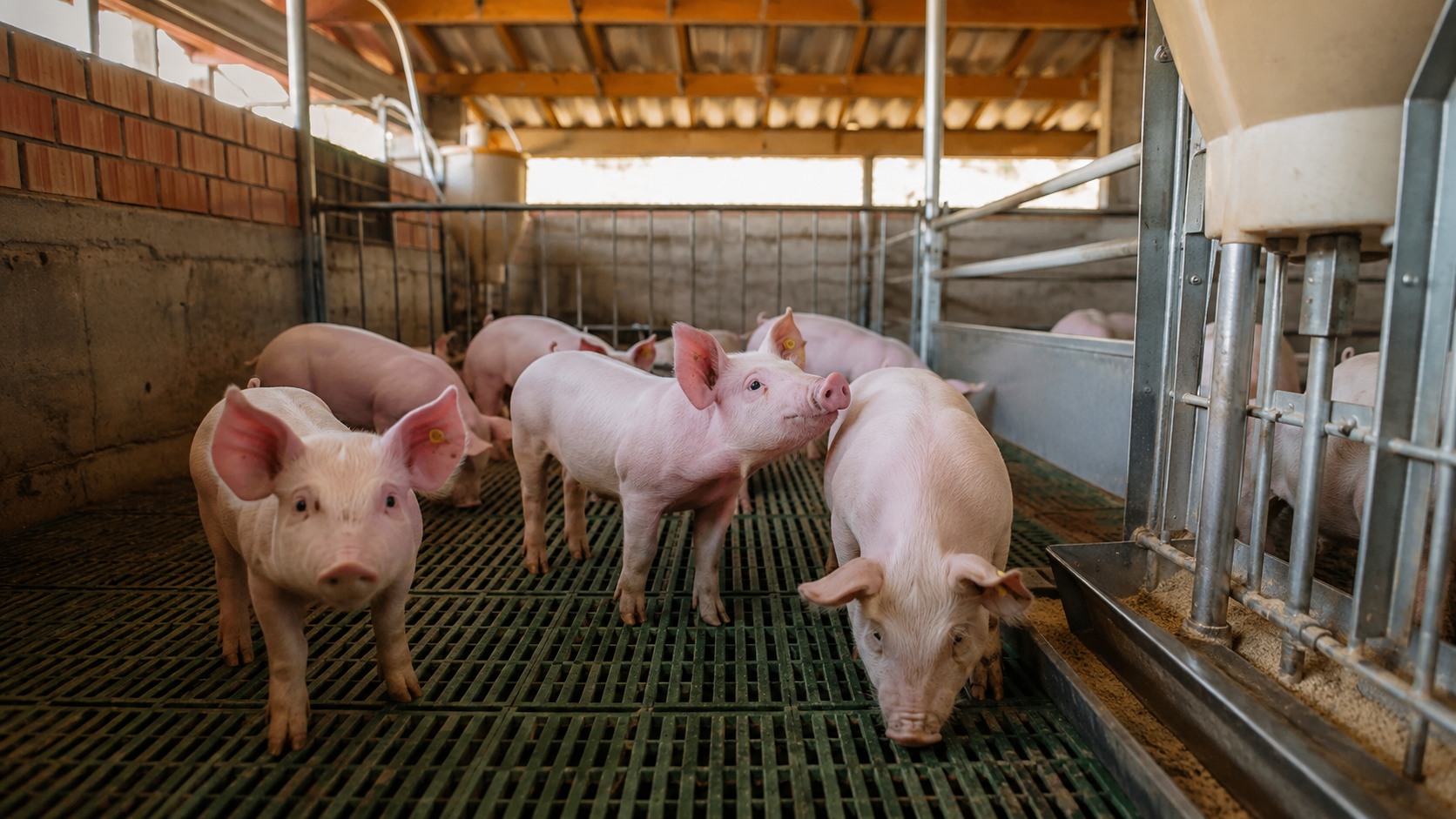 Vue agricole consacrée à post-sevrage des porcs