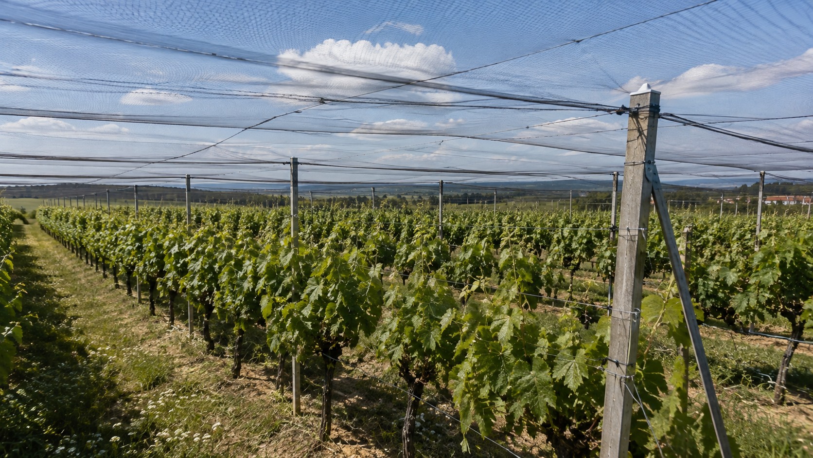 Vue agricole consacrée à protection de la vigne contre la grêle