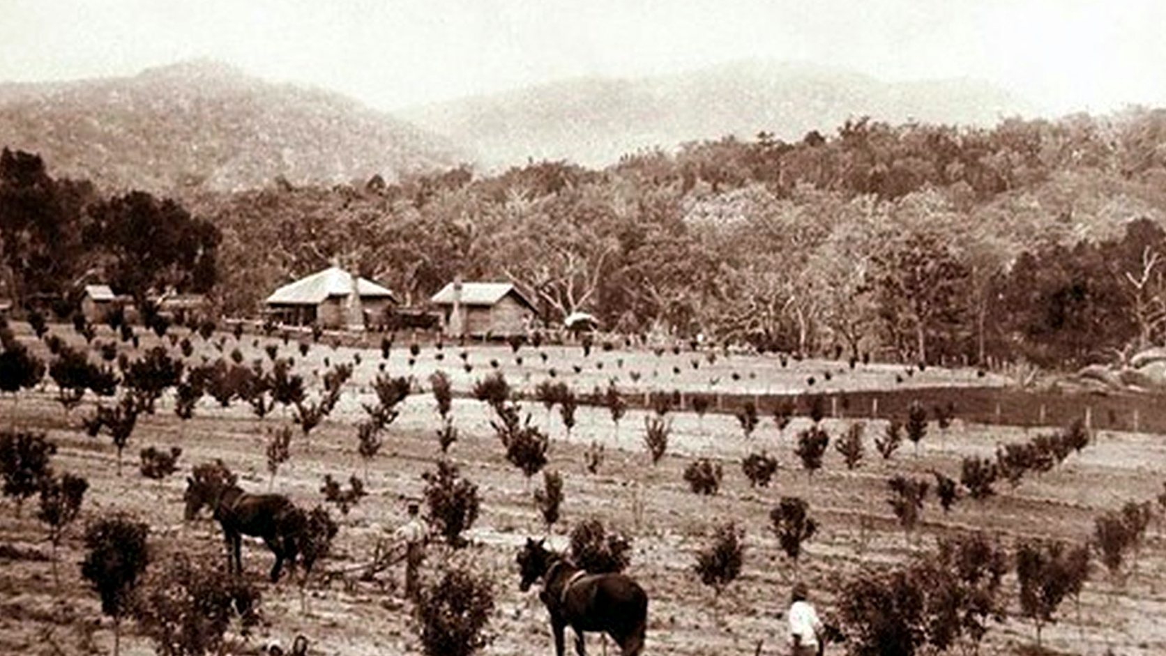 Illustration agricole de prunier