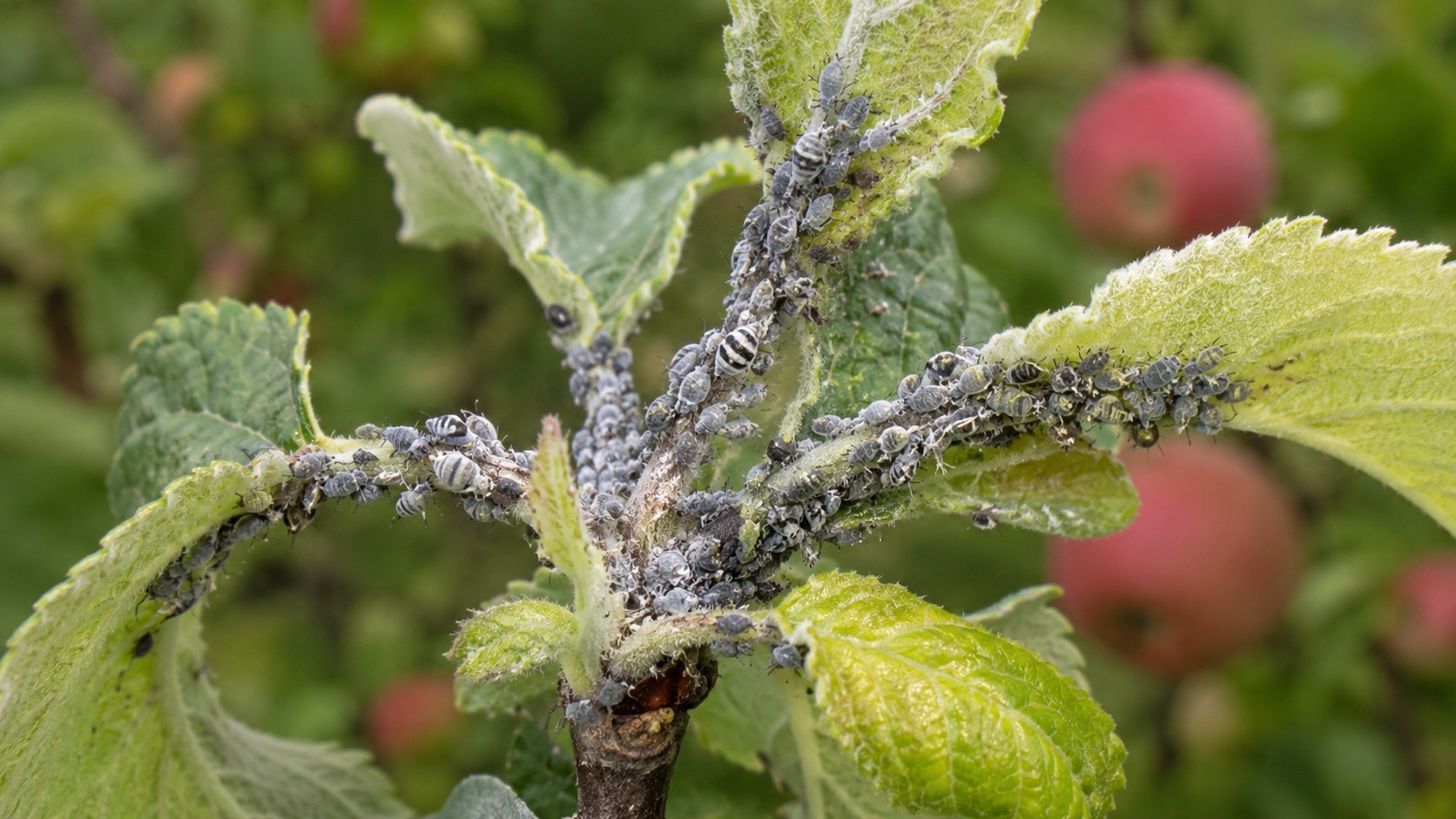 Vue agricole consacrée à puceron cendré du pommier