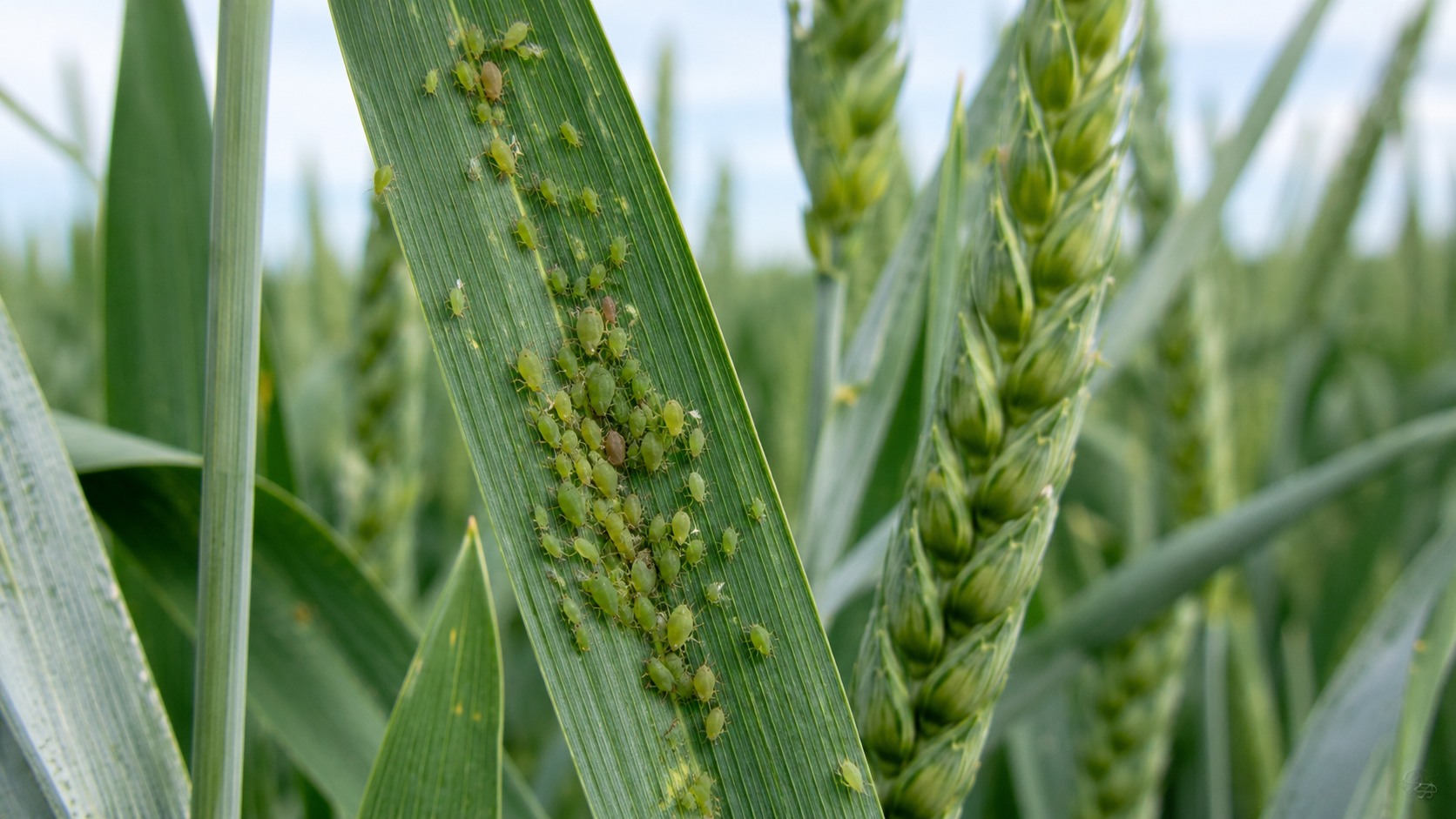 Vue agricole consacrée à pucerons des céréales