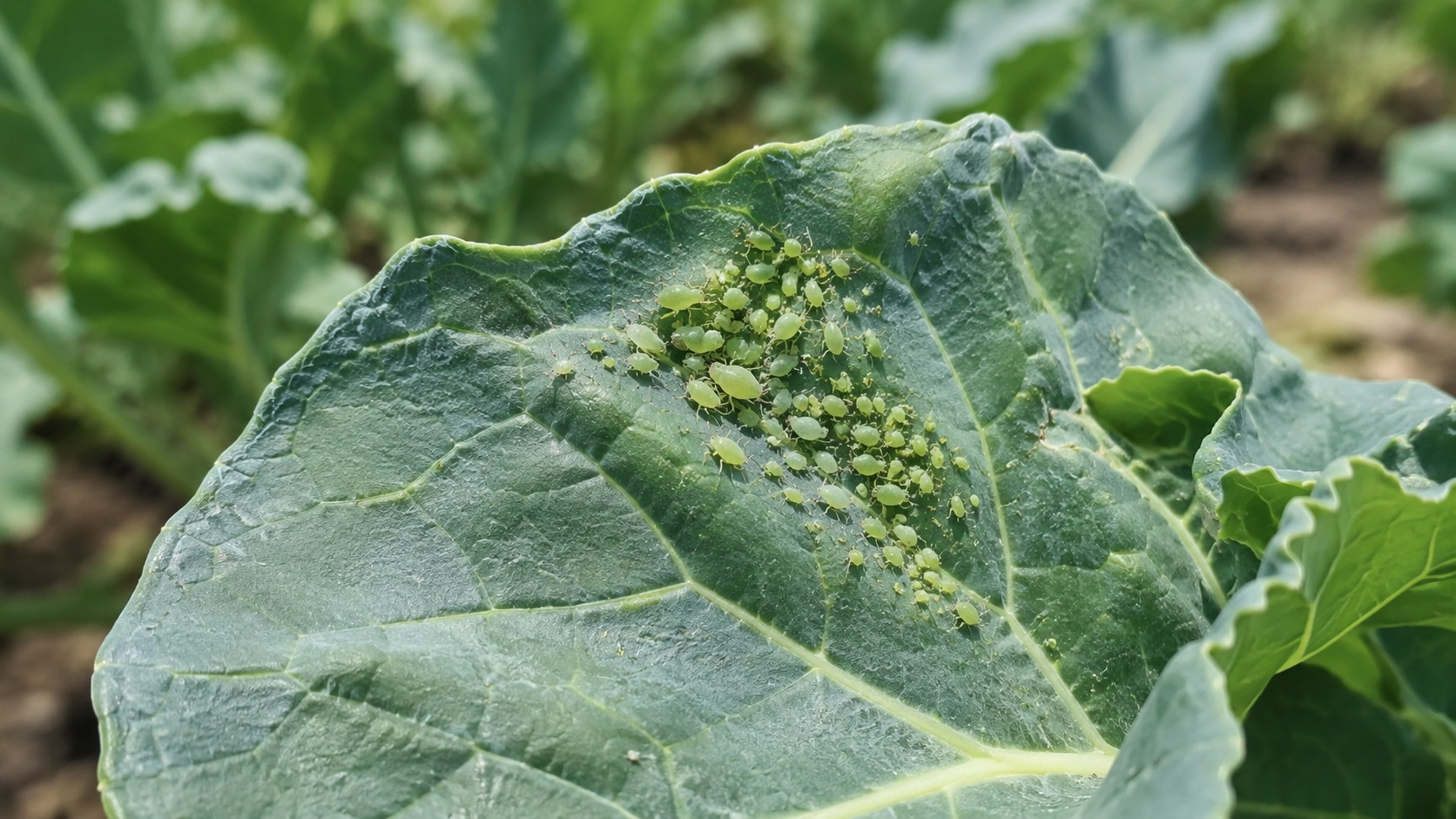 Vue agricole consacrée à pucerons des légumes