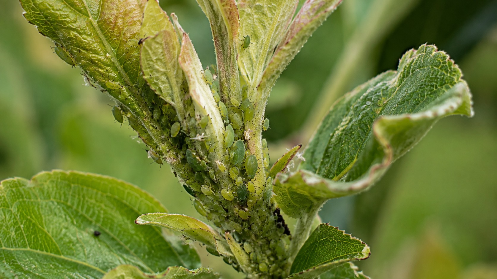 Vue agricole consacrée à pucerons