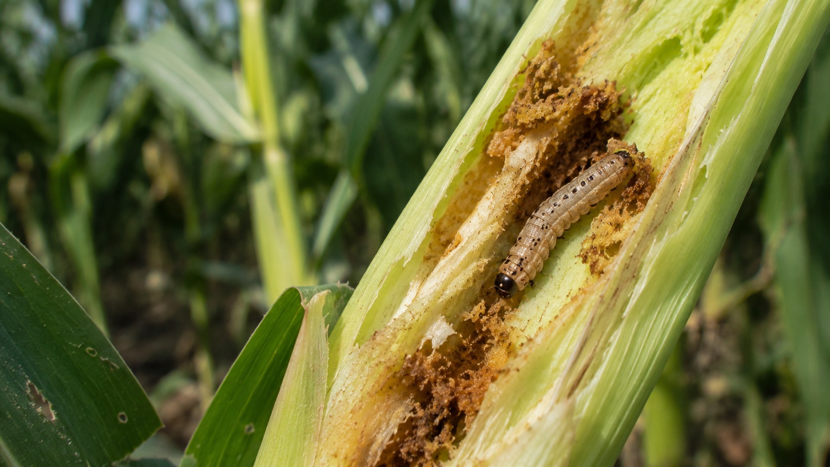 Vue agricole consacrée à pyrale du maïs
