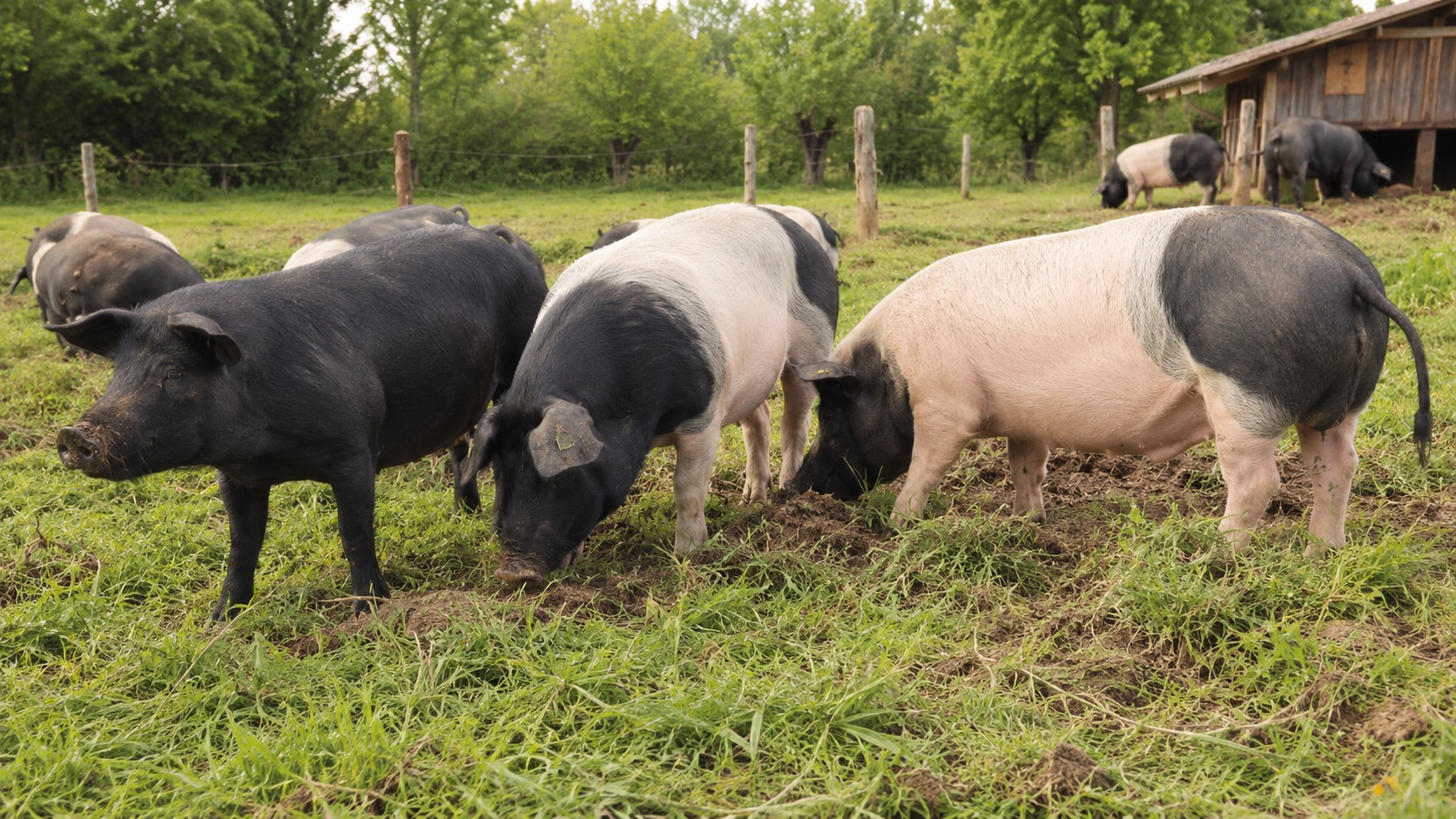 Vue agricole consacrée à races porcines françaises