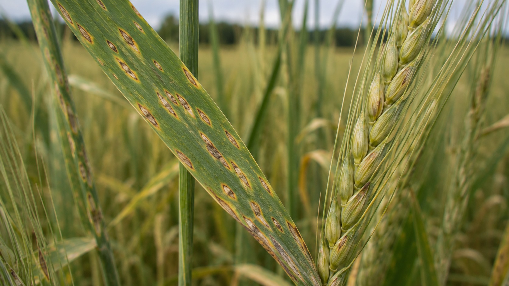 Vue agricole consacrée à ramulariose de l’orge