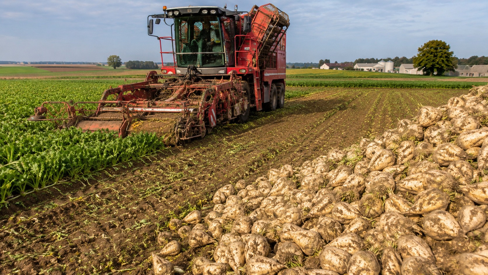 Vue agricole consacrée à récolte de la betterave sucrière
