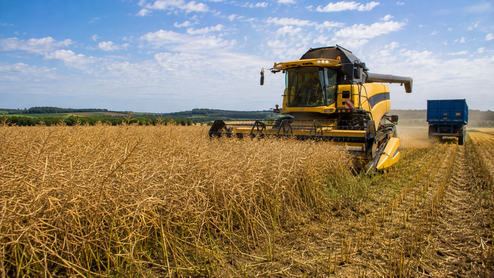 Vue agricole consacrée à récolte du colza