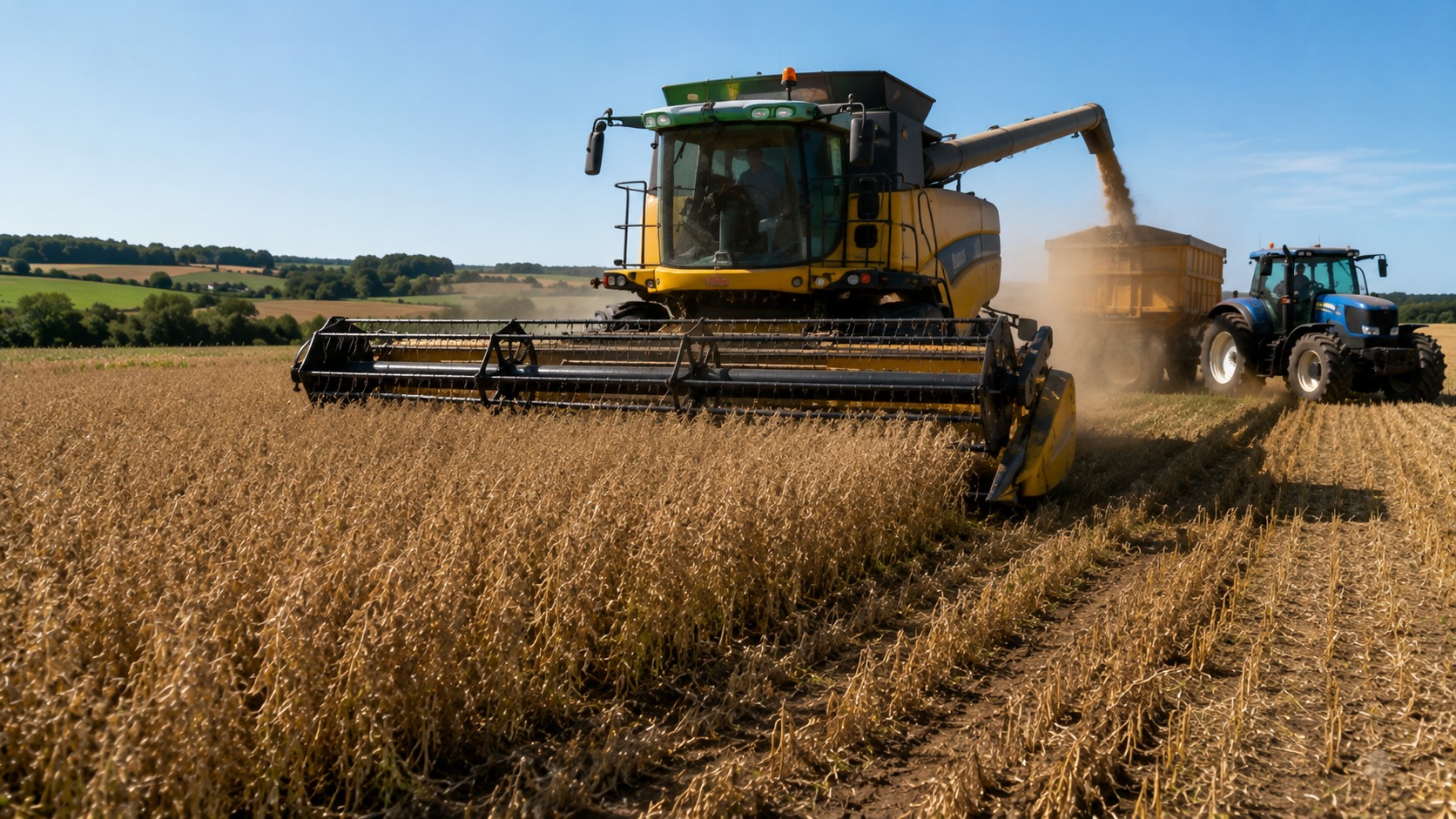 Vue agricole consacrée à récolte du pois protéagineux