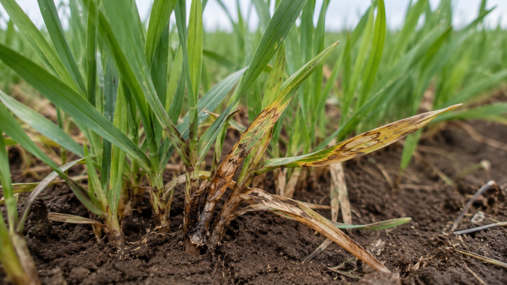 Vue agricole consacrée à rhizoctone
