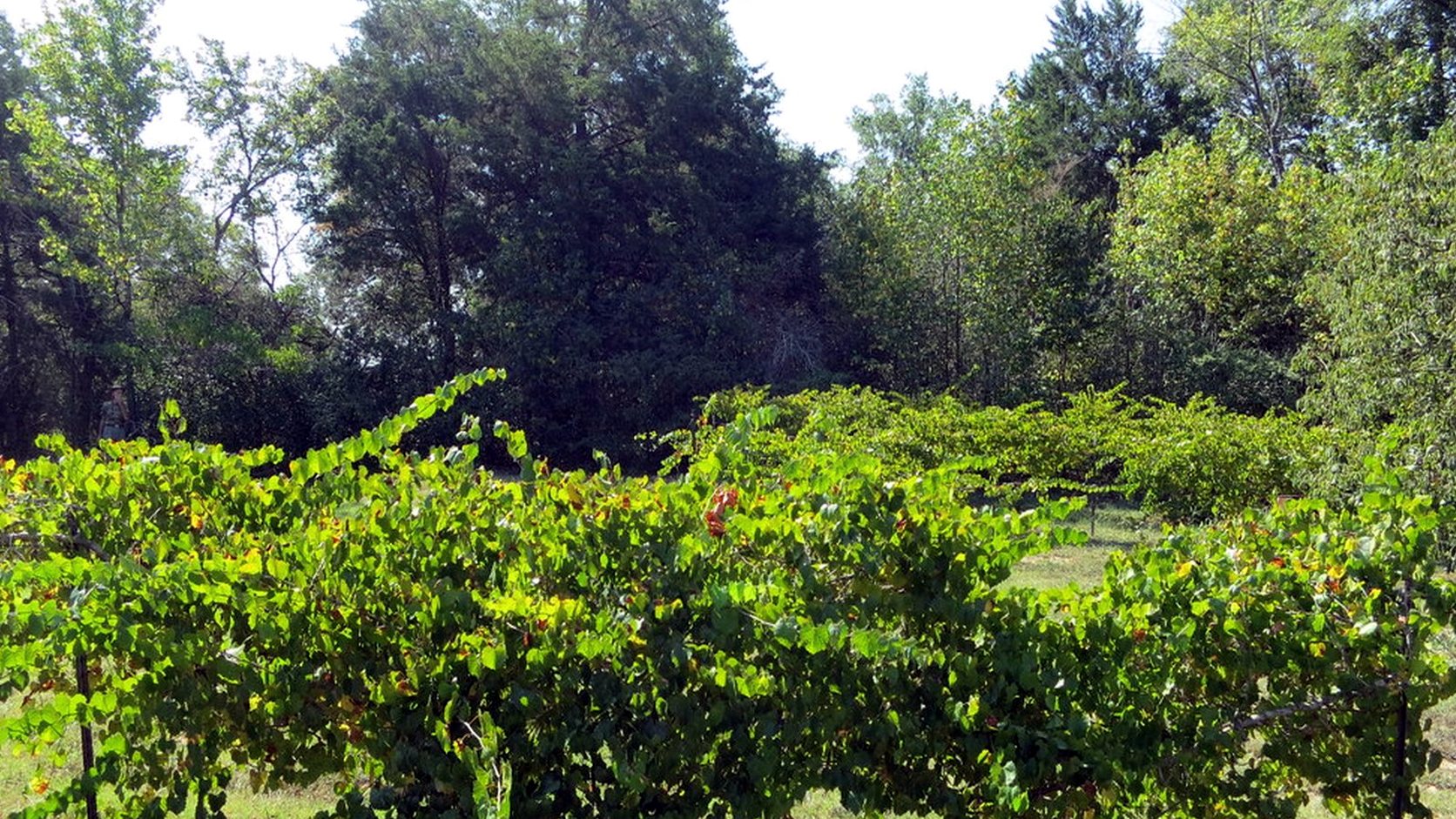 Vue agricole consacrée à riesling
