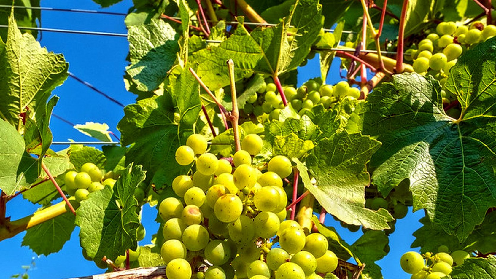 Illustration agricole de rolle vermentino