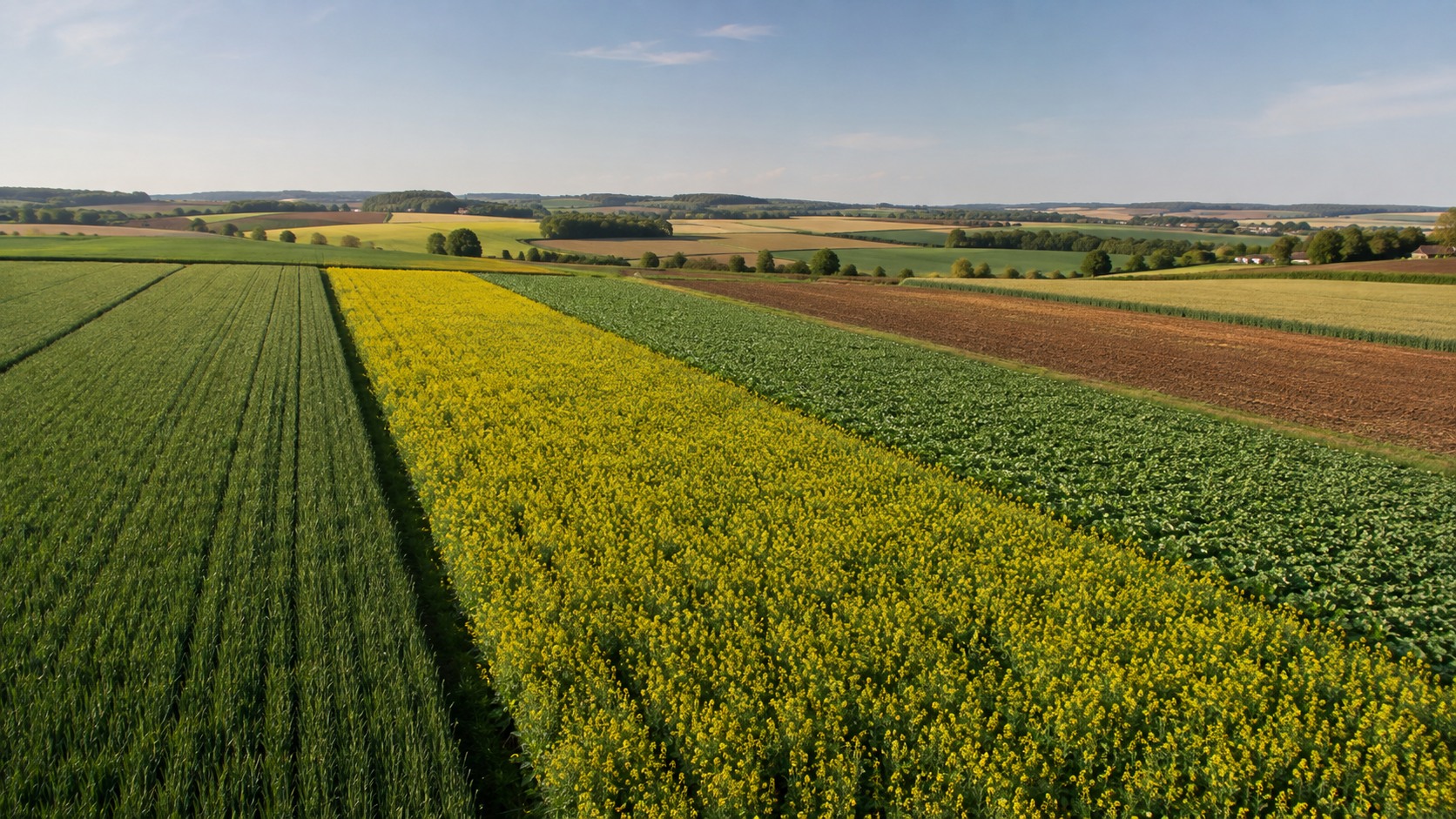 Vue agricole consacrée à rotation avec le colza