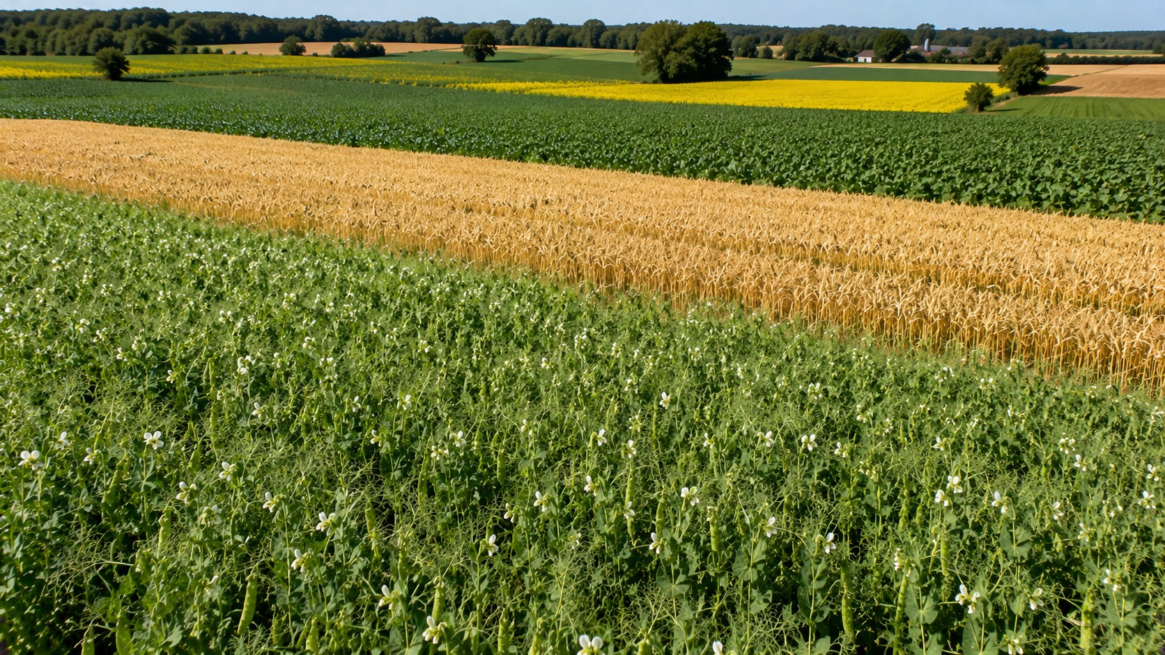 Vue agricole consacrée à rotation avec le pois protéagineux