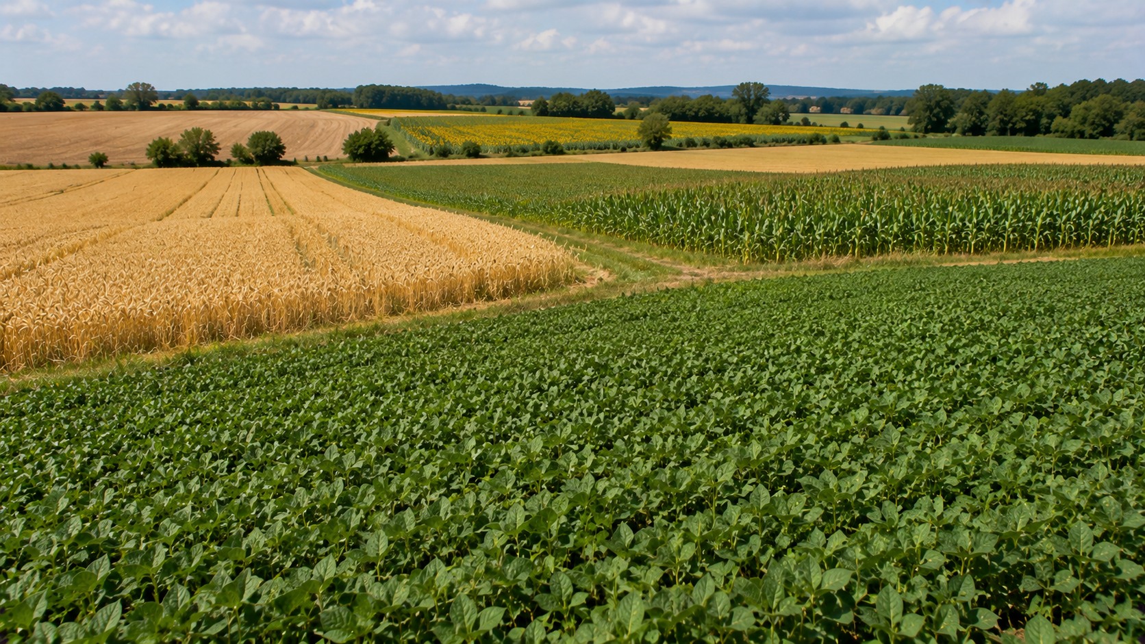 Vue agricole consacrée à rotation avec le soja