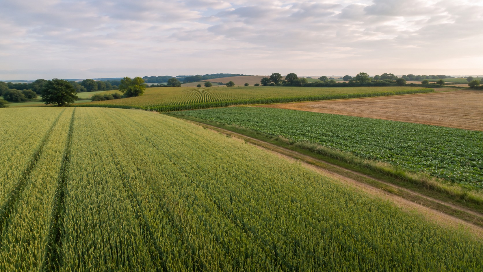 Vue agricole consacrée à rotation avec l’orge