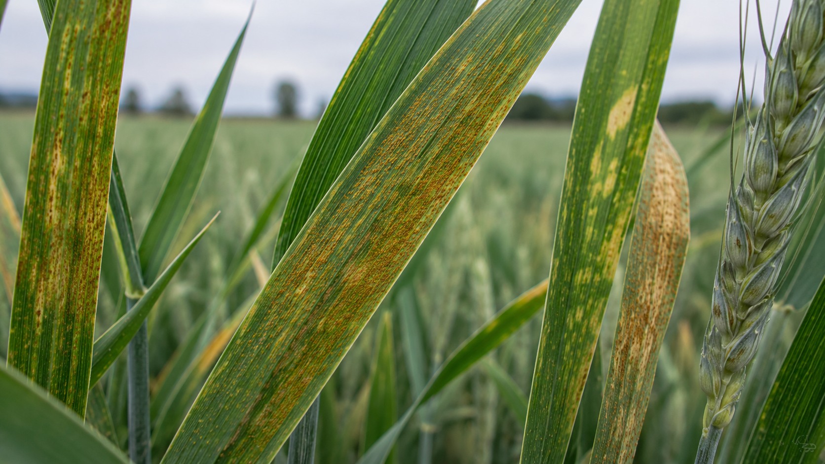 Vue agricole consacrée à rouille brune du blé