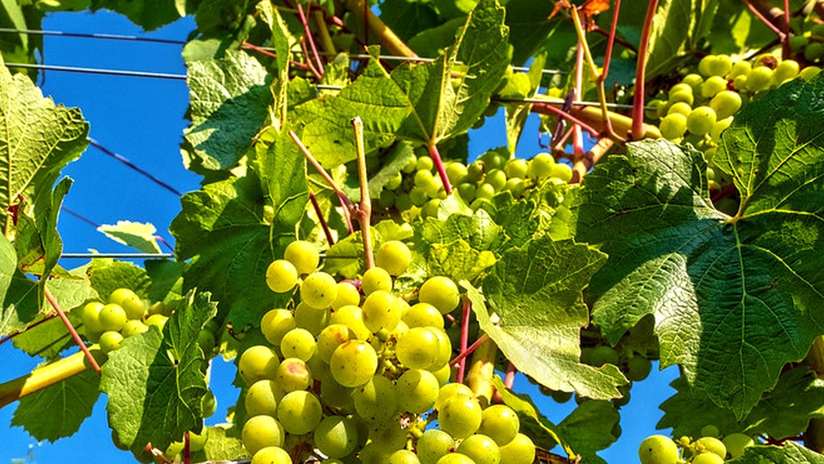 Illustration agricole de roussanne