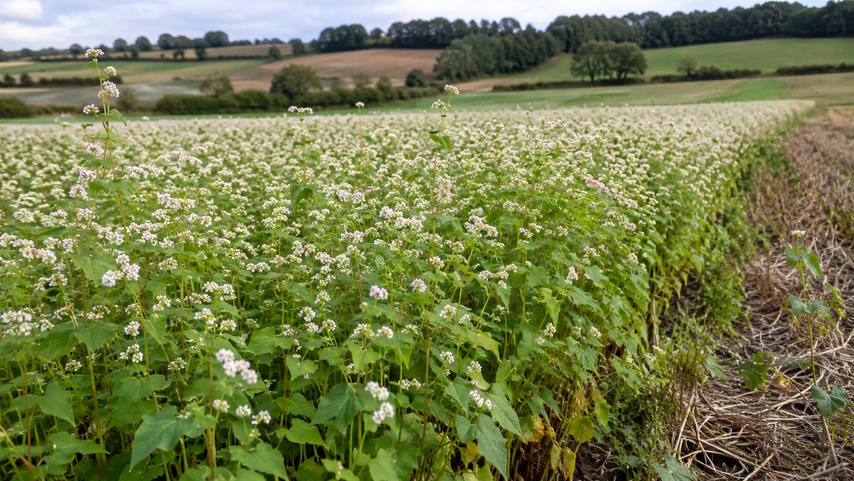 Vue agricole consacrée à sarrasin en couvert