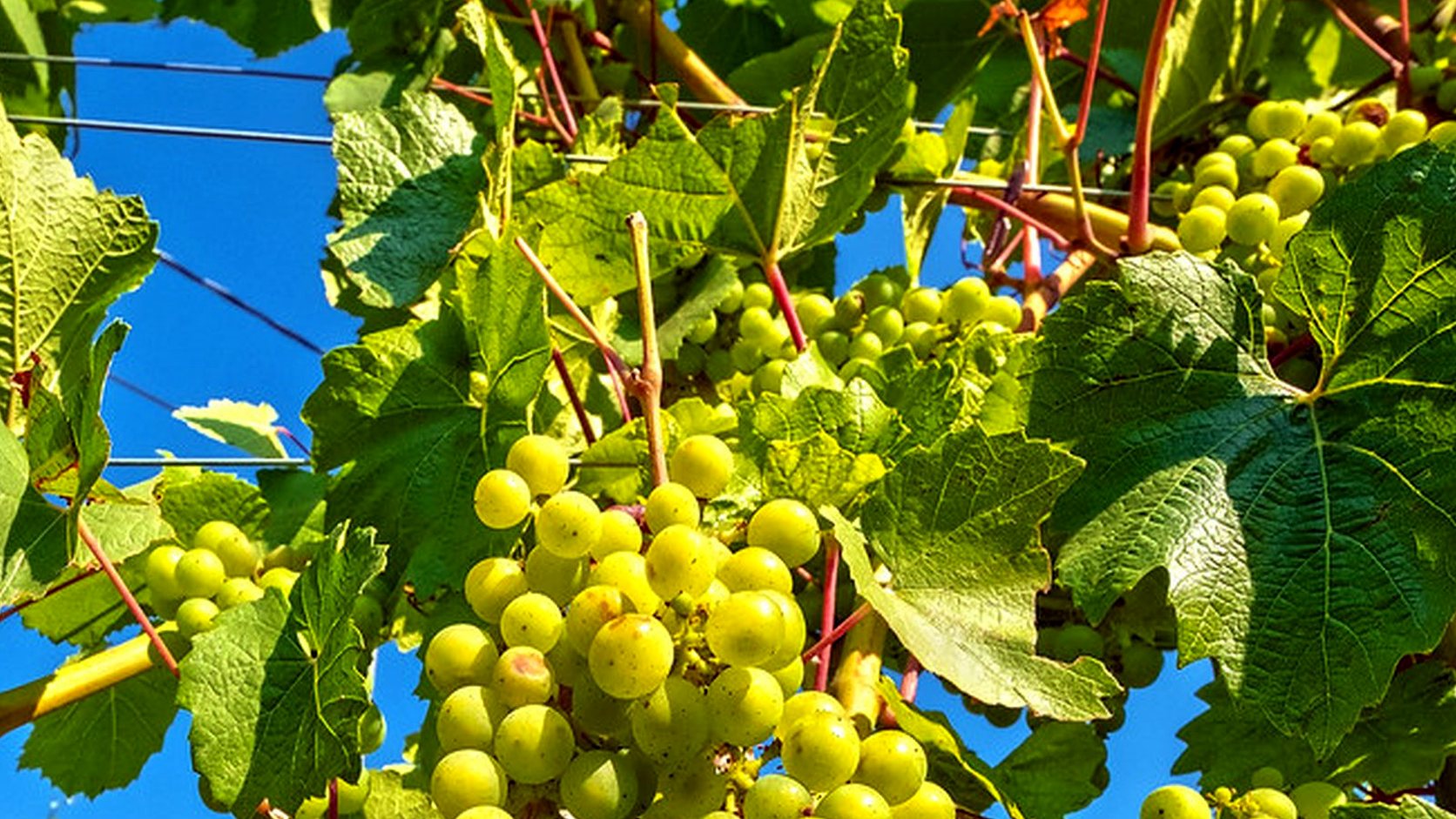 Illustration agricole de sauvignon blanc