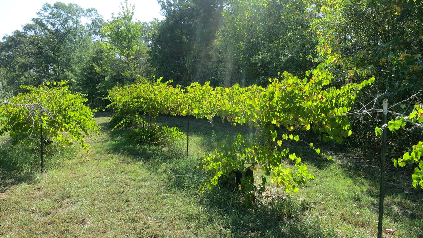Vue agricole consacrée à sciaccarellu