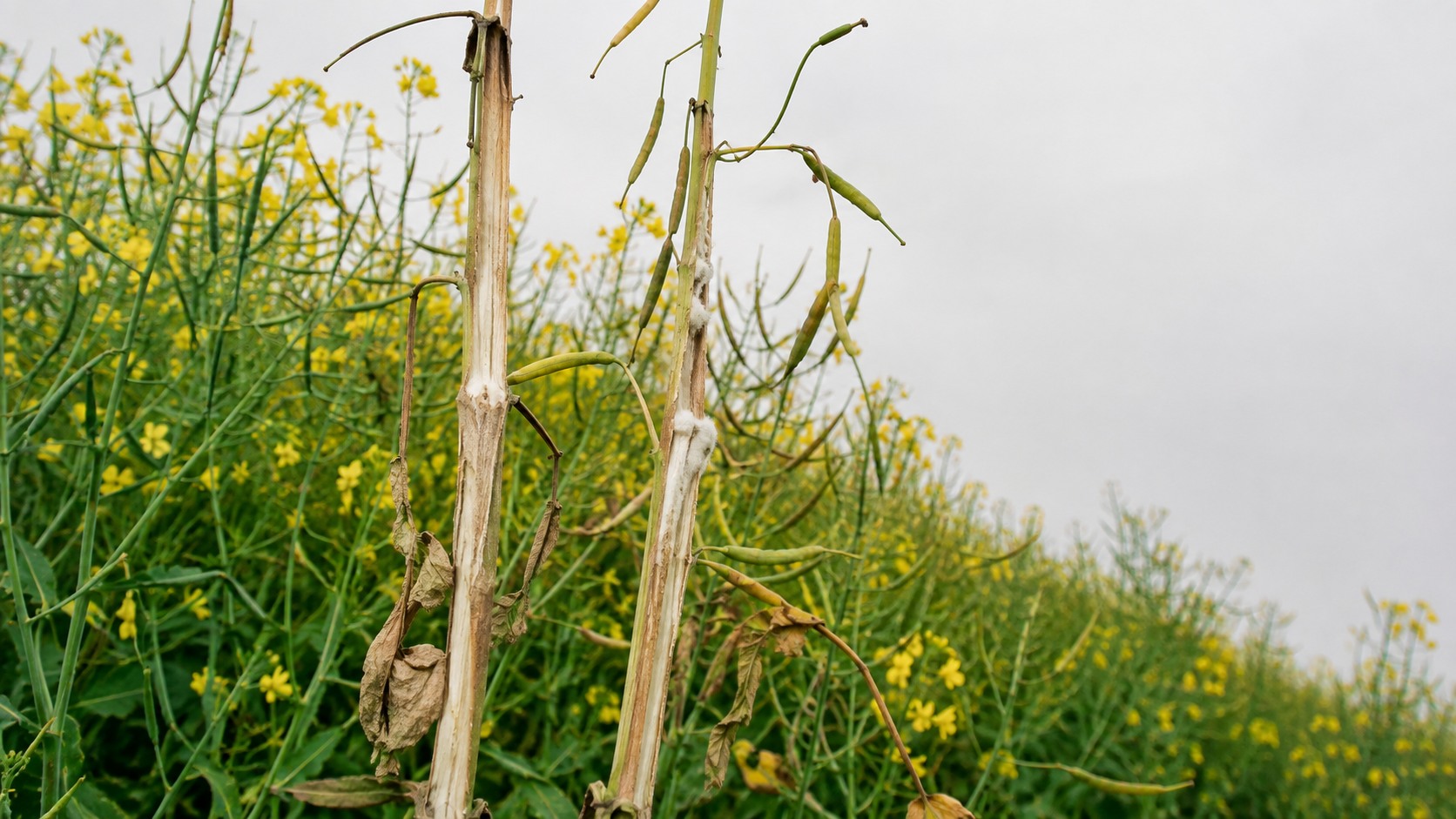 Vue agricole consacrée à sclérotinia du colza