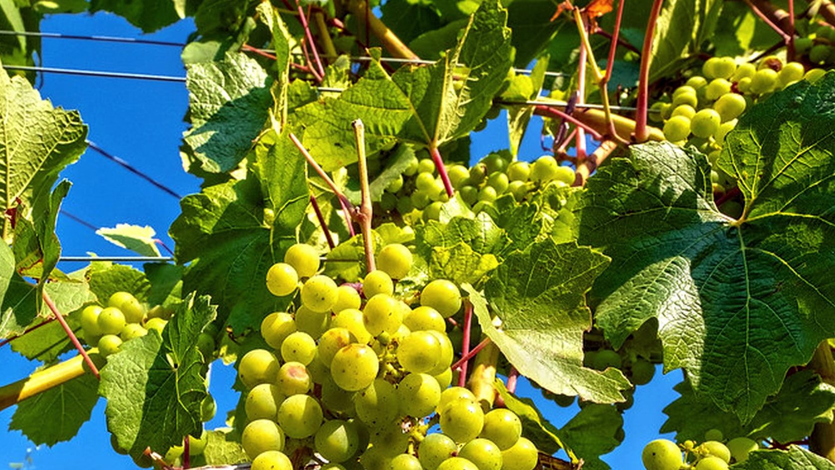 Vue agricole consacrée à sémillon