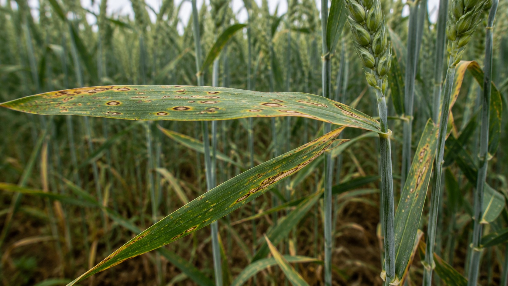 Vue agricole consacrée à septoriose du blé