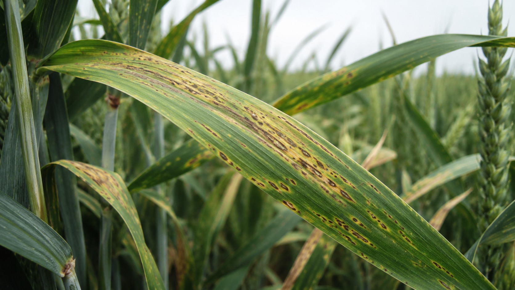 Vue agricole consacrée à septoriose