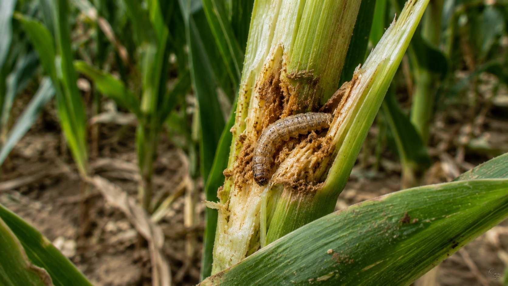 Vue agricole consacrée à sésamie du maïs