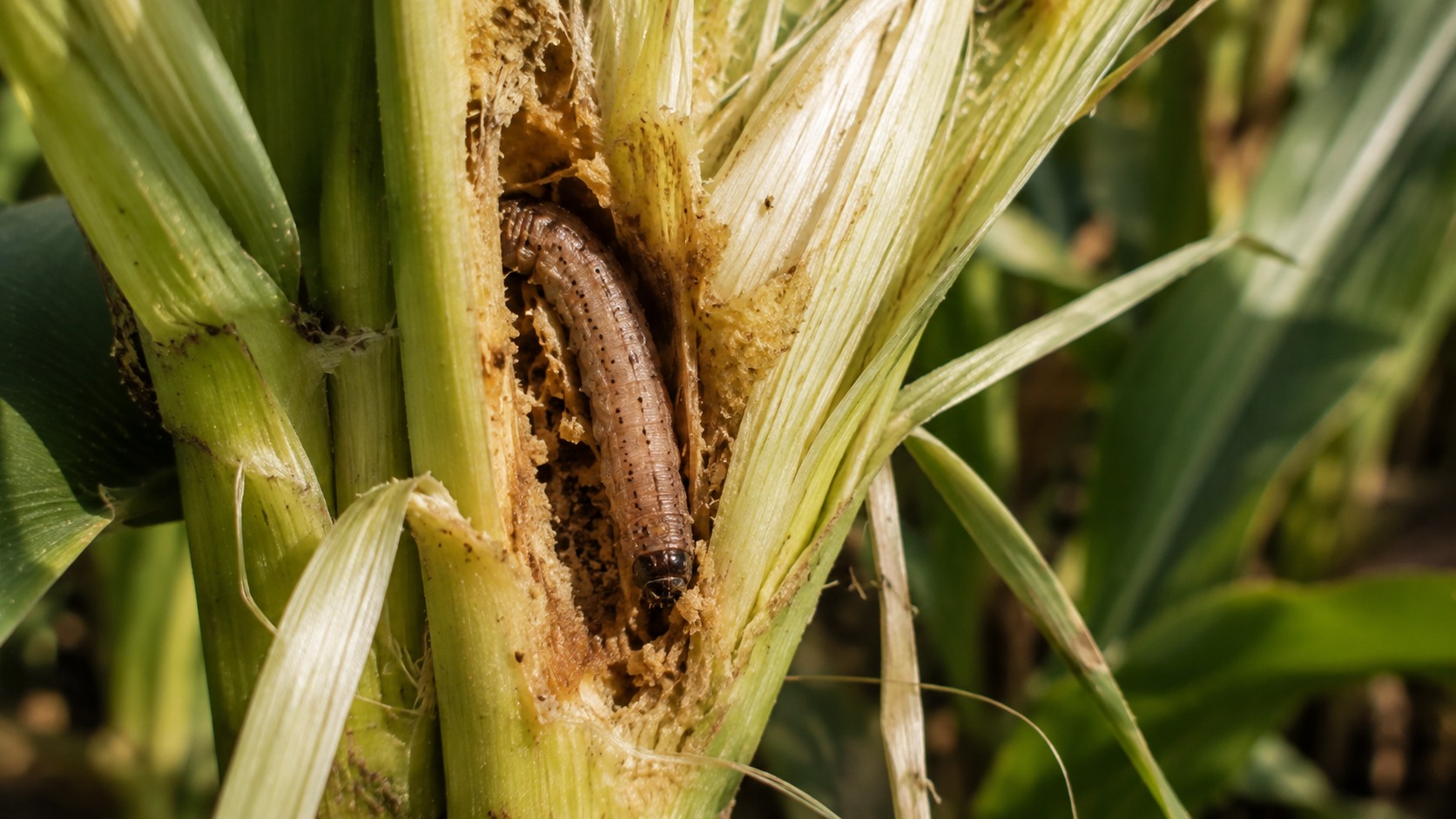 Vue agricole consacrée à sésamies
