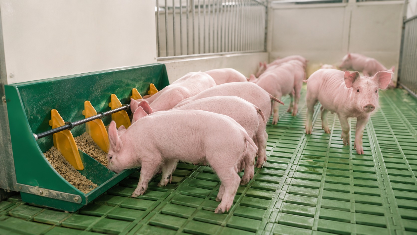 Vue agricole consacrée à sevrage des porcelets