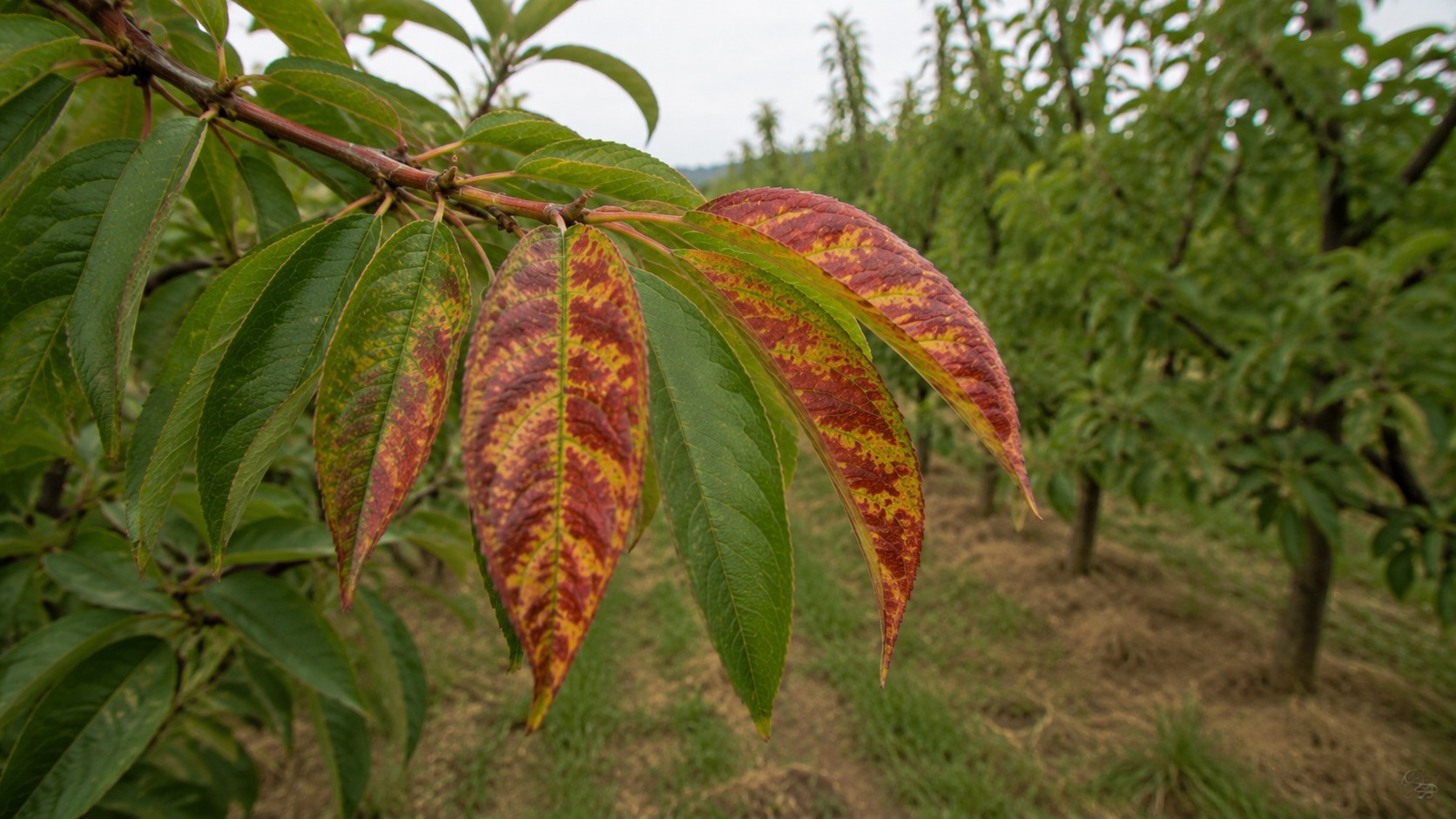 Vue agricole consacrée à sharka