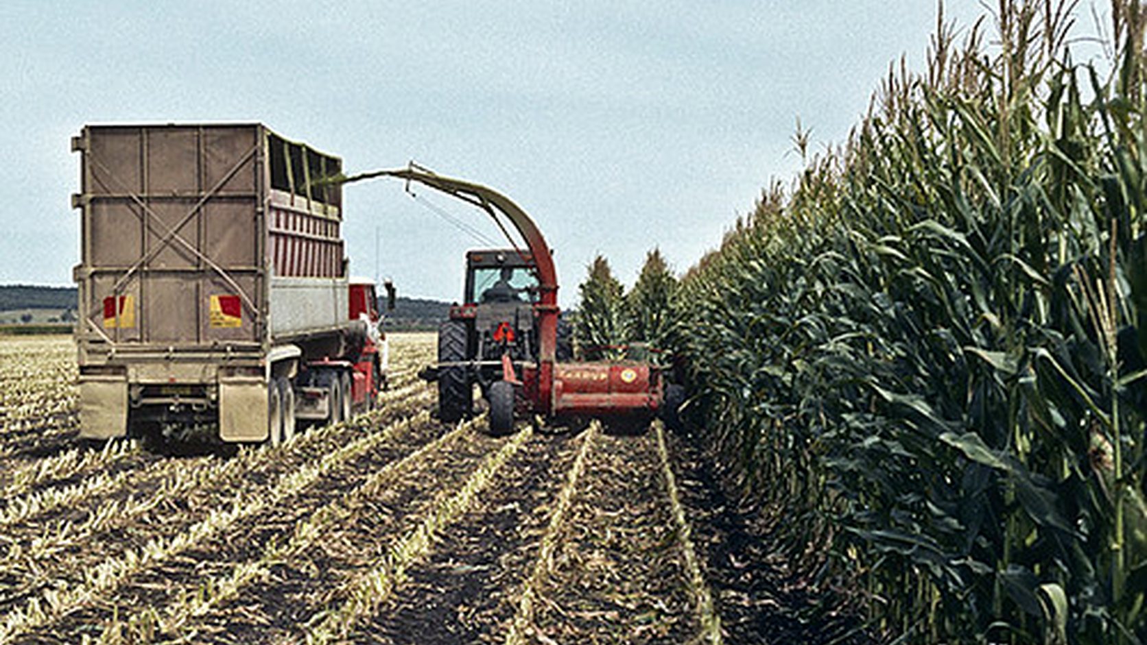 Illustration agricole de sorgho fourrager
