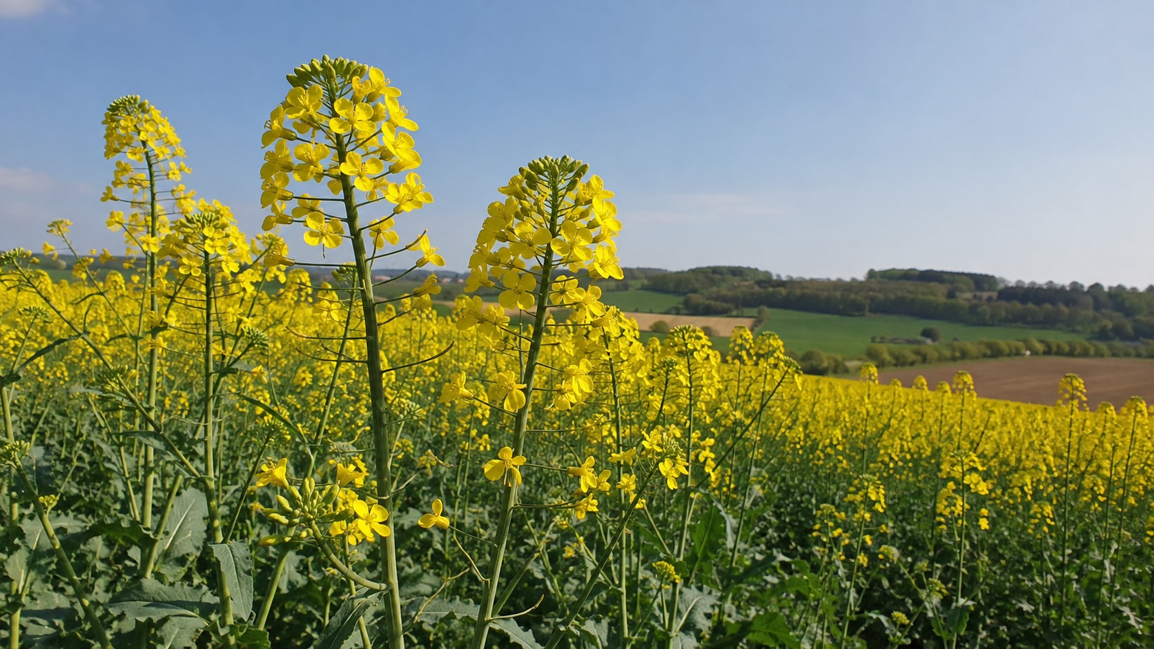 Vue agricole consacrée à stades du colza