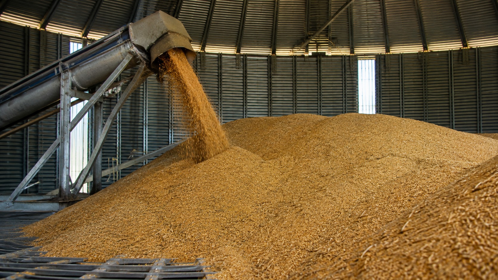 Vue agricole consacrée à stockage de l’orge