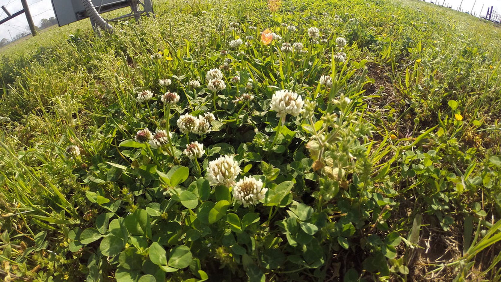 Illustration agricole de sursemis de prairie