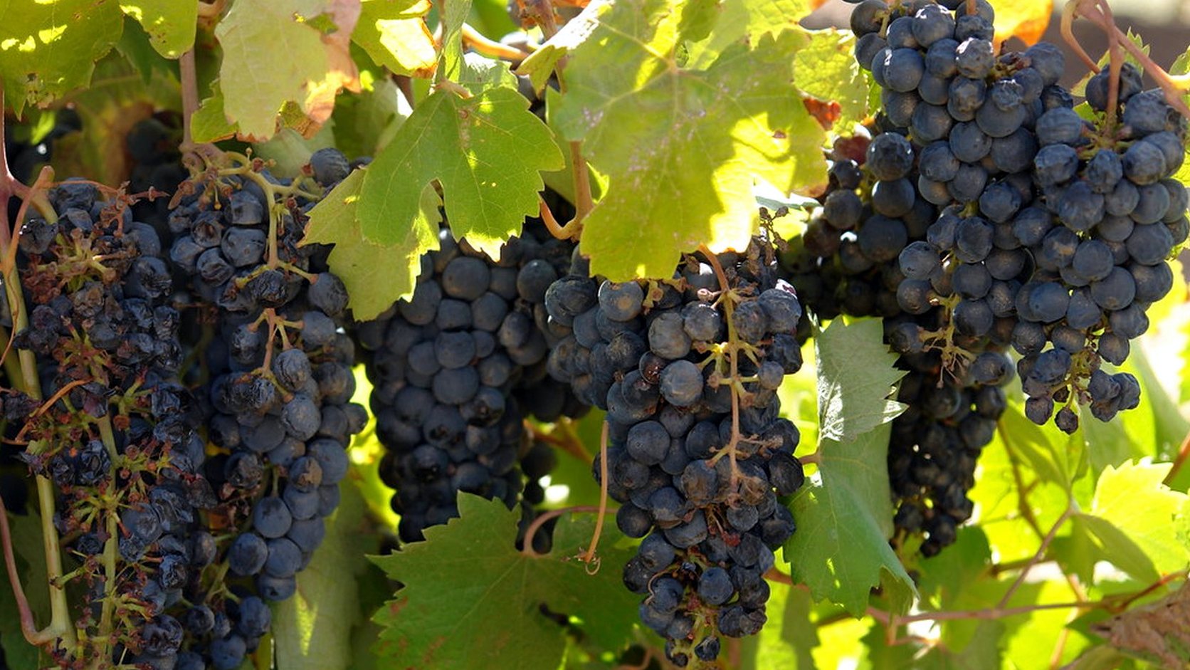 Vue agricole consacrée à syrah