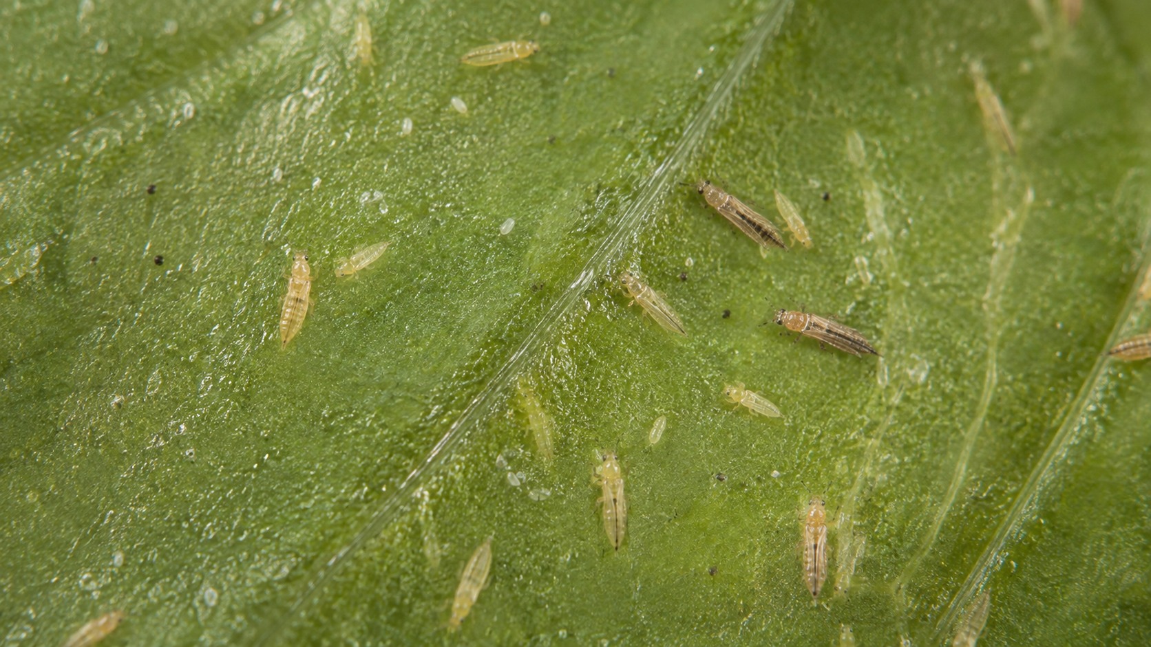 Vue agricole consacrée à thrips